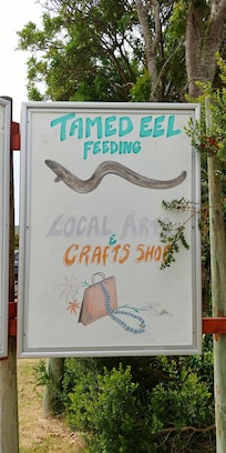 Tamed Eel Feeding