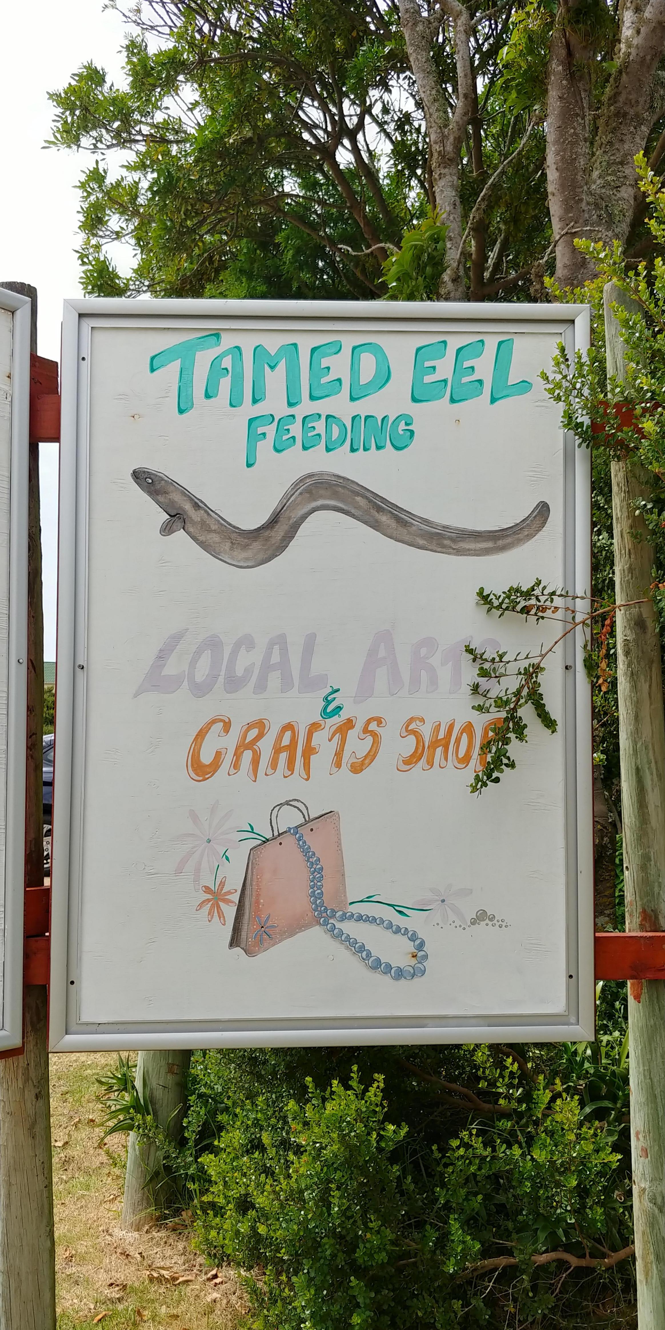 Tamed Eel Feeding