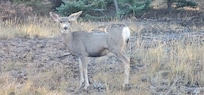 Lots of wildlife