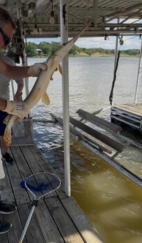 Spotted Longnose Gar caught at Dock