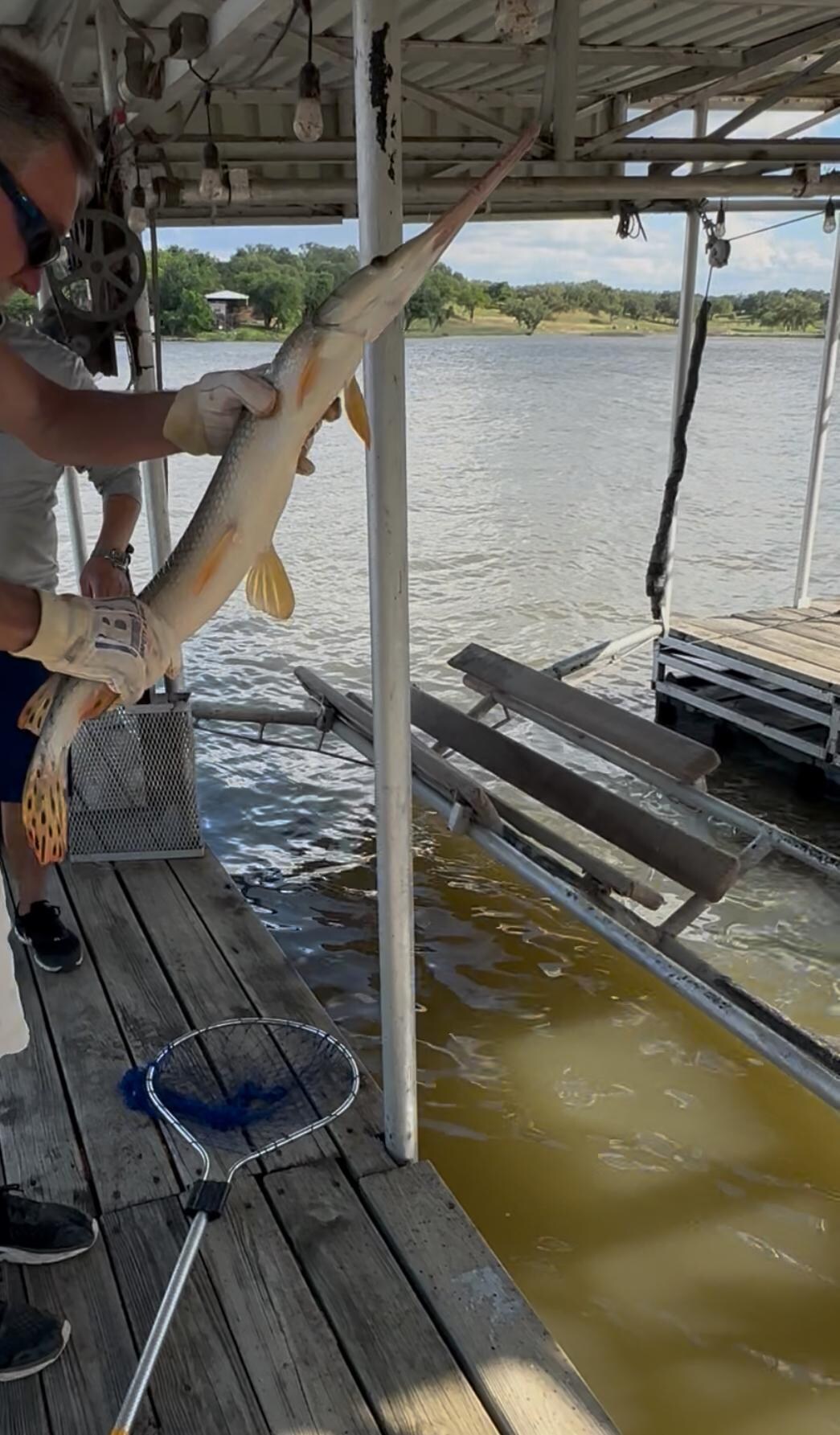 Spotted Longnose Gar caught at Dock
