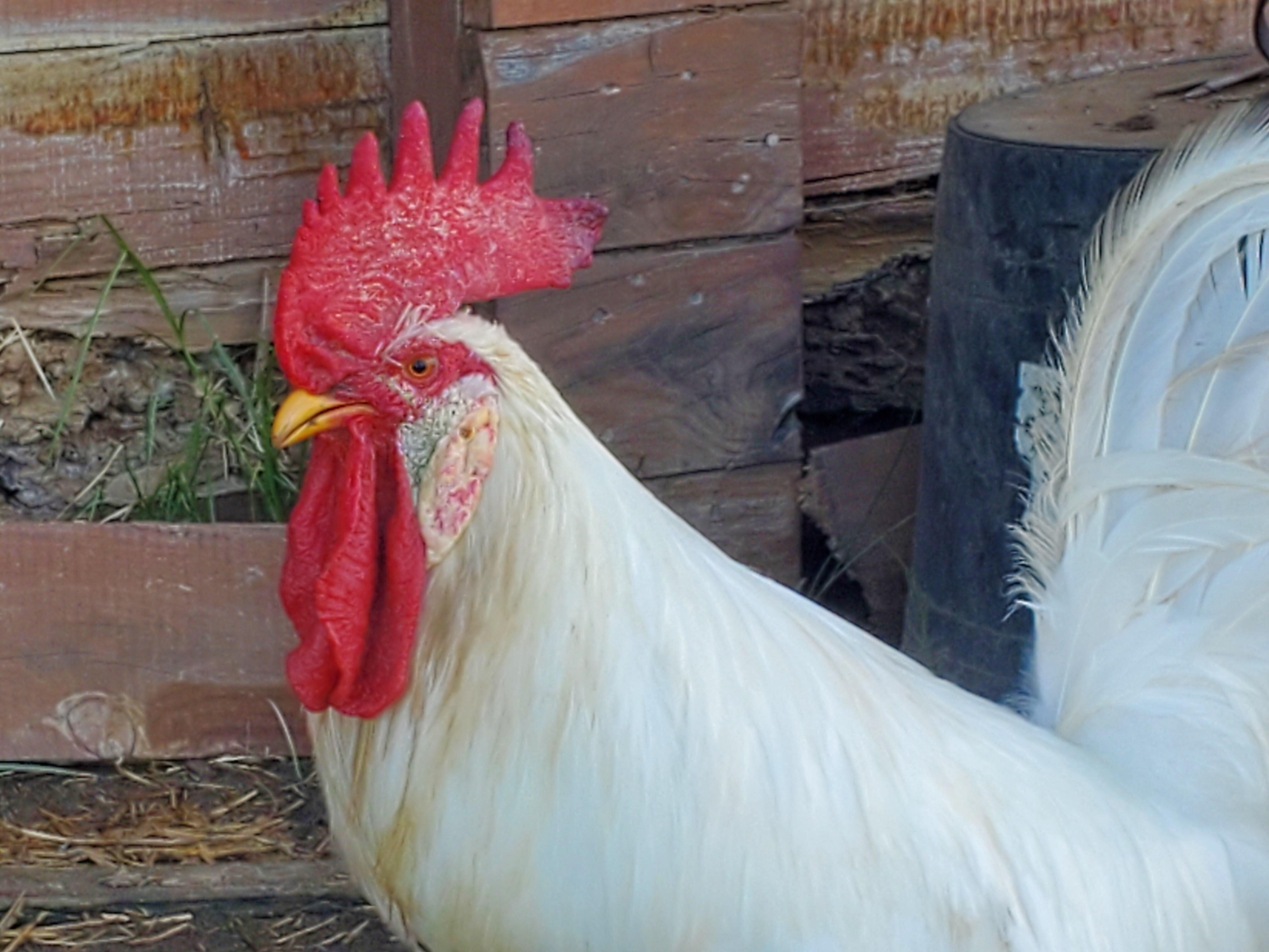 Lots of chickens!
