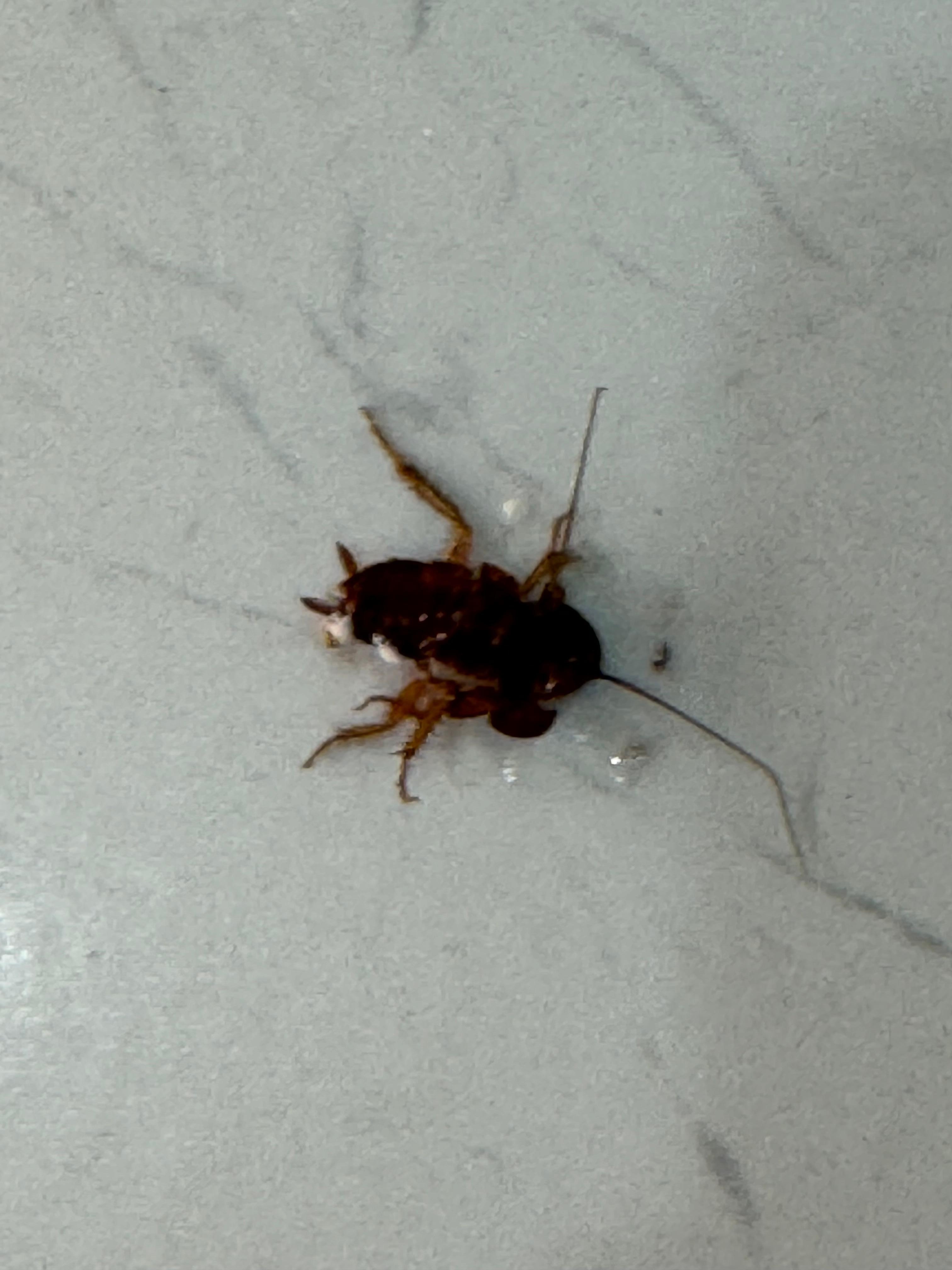 The cockroach that my wife stepped on