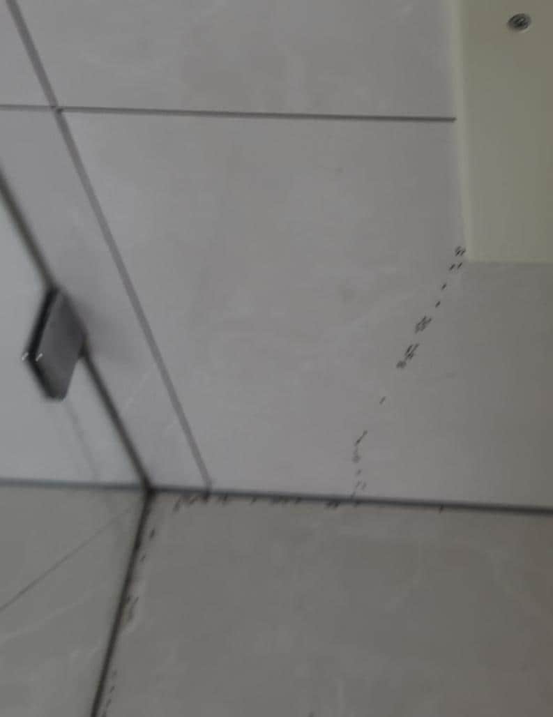 Ants crawling into the bathroom (video much worse)