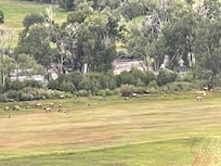 Picture of the Elk in the field below the house