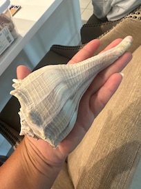 Lightning whelk we found in front of the condo on the sandbar. Great shelling without leaving the property.