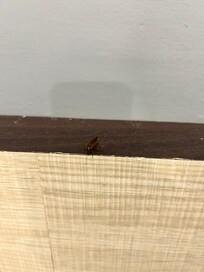Roaches in one of the room that we got first night before we requested for a room change the first night