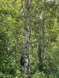 Birch Trees