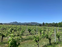 The vineyards
