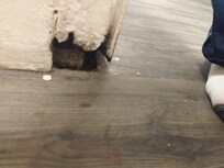 Rotting wood
