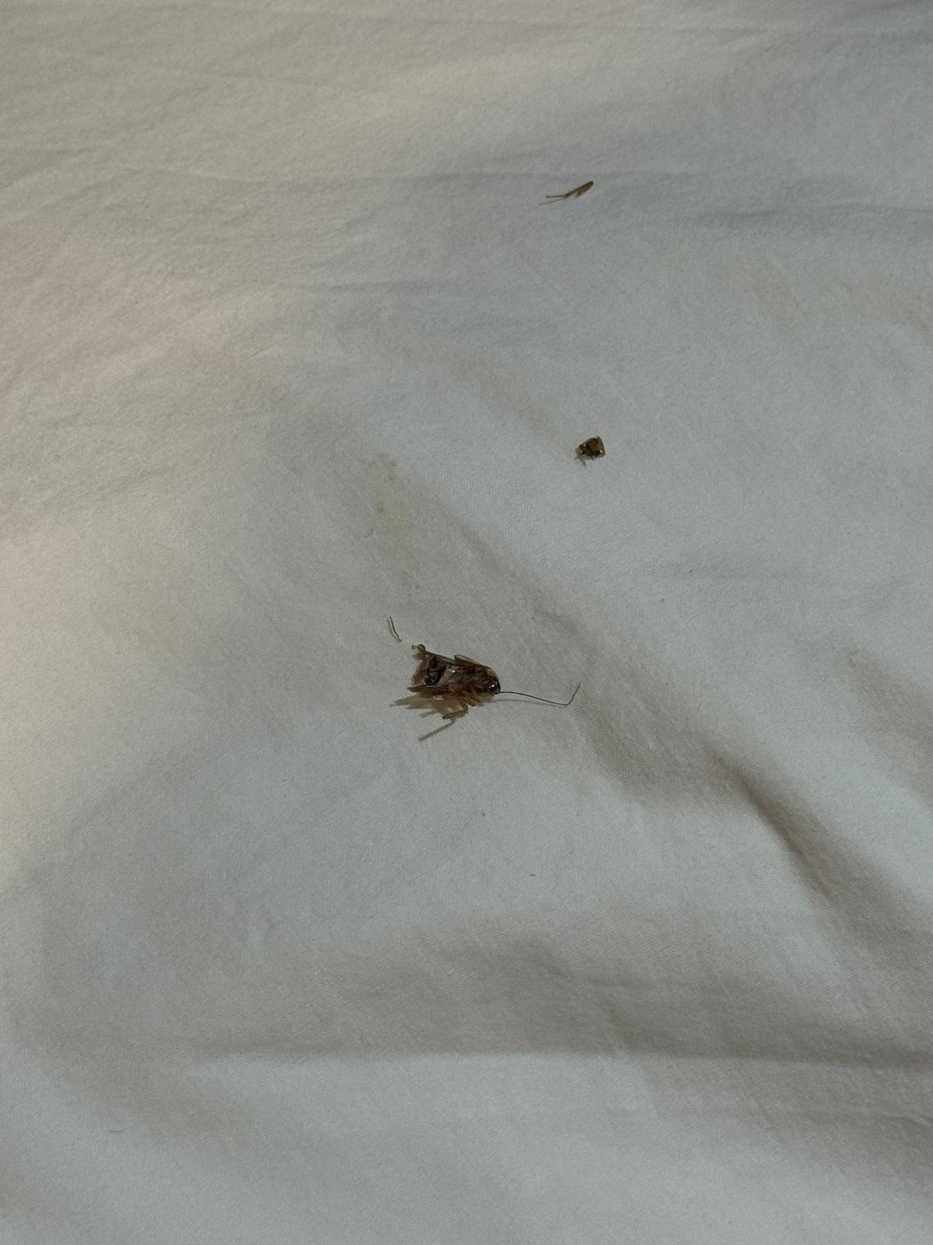 The Cockroach on my pillow when I woke up, how you can see I slept with it!