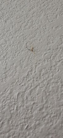A bugger with hair or something on the wall