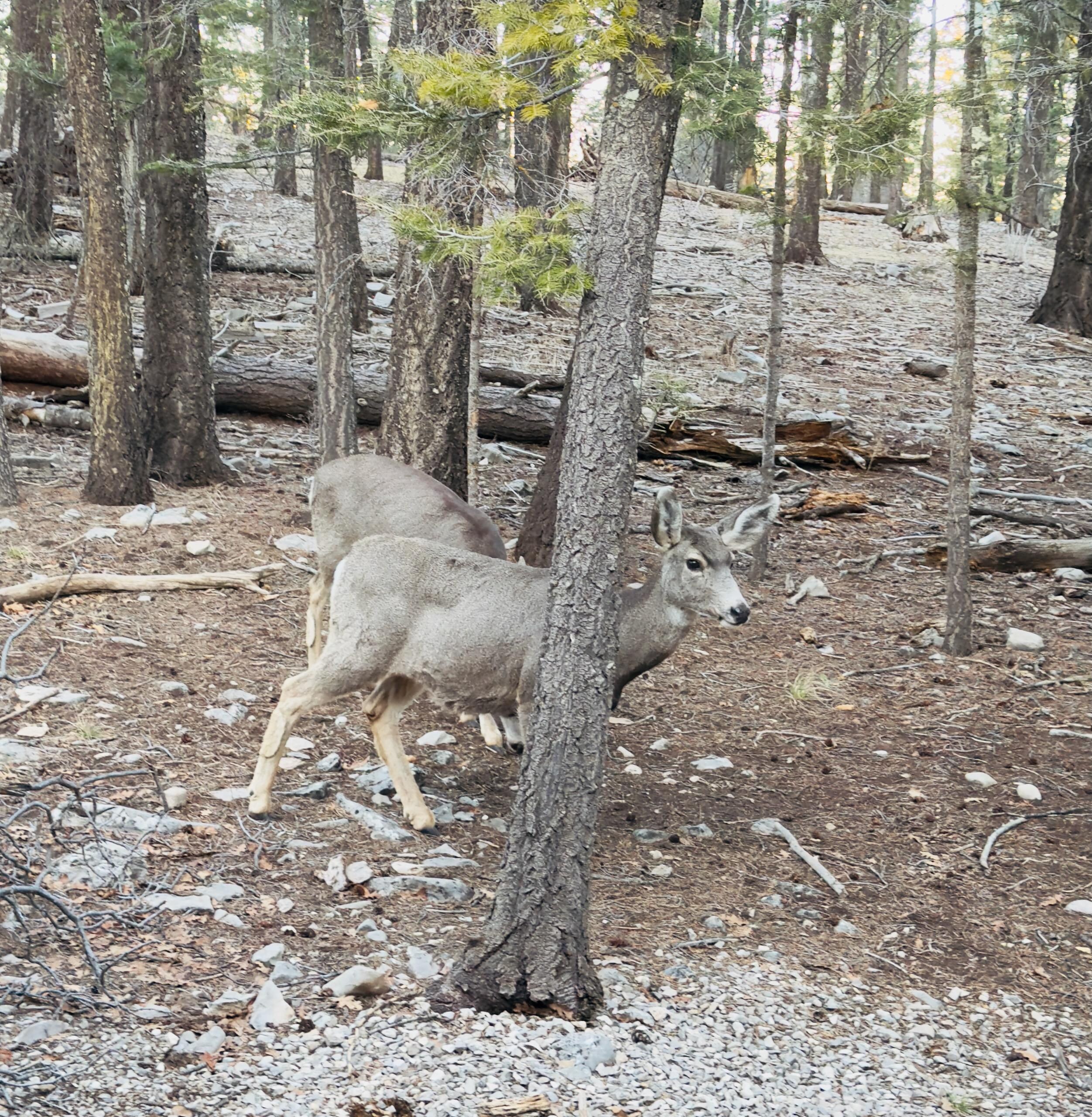 Mule deer all over the place.  This was taken from the back porch