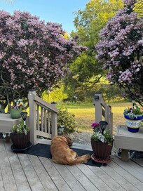 Back porch view
