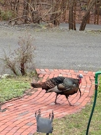 our daily visitors âșïžđŠ