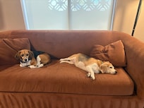 Puppies enjoying their stay!