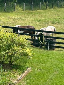 Our company from the deck every morning. So sweet!