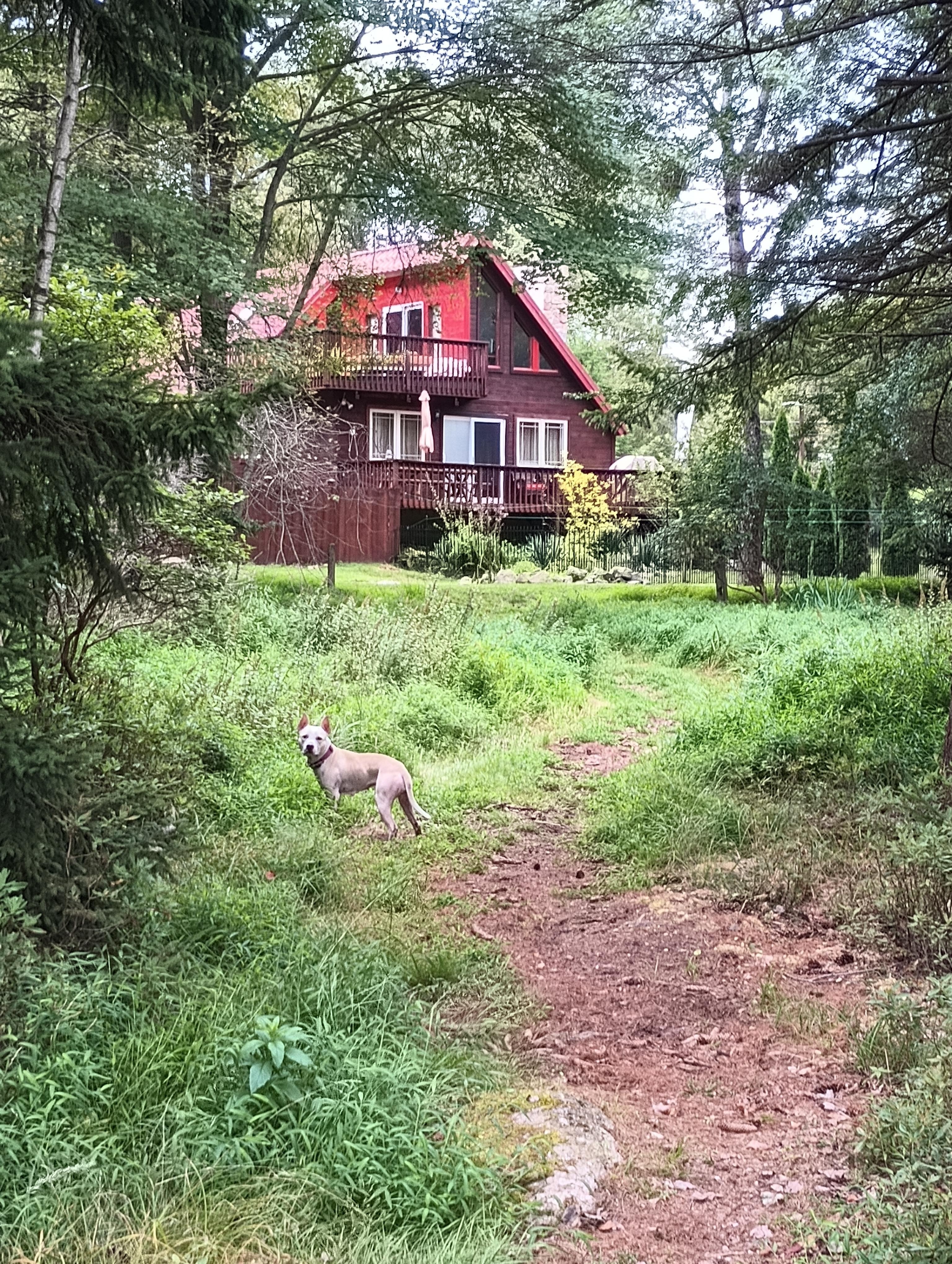 My puppy was the happiest  that I ever seen her. I don't have to take her walking like usual because it's a pretty big property to explore.