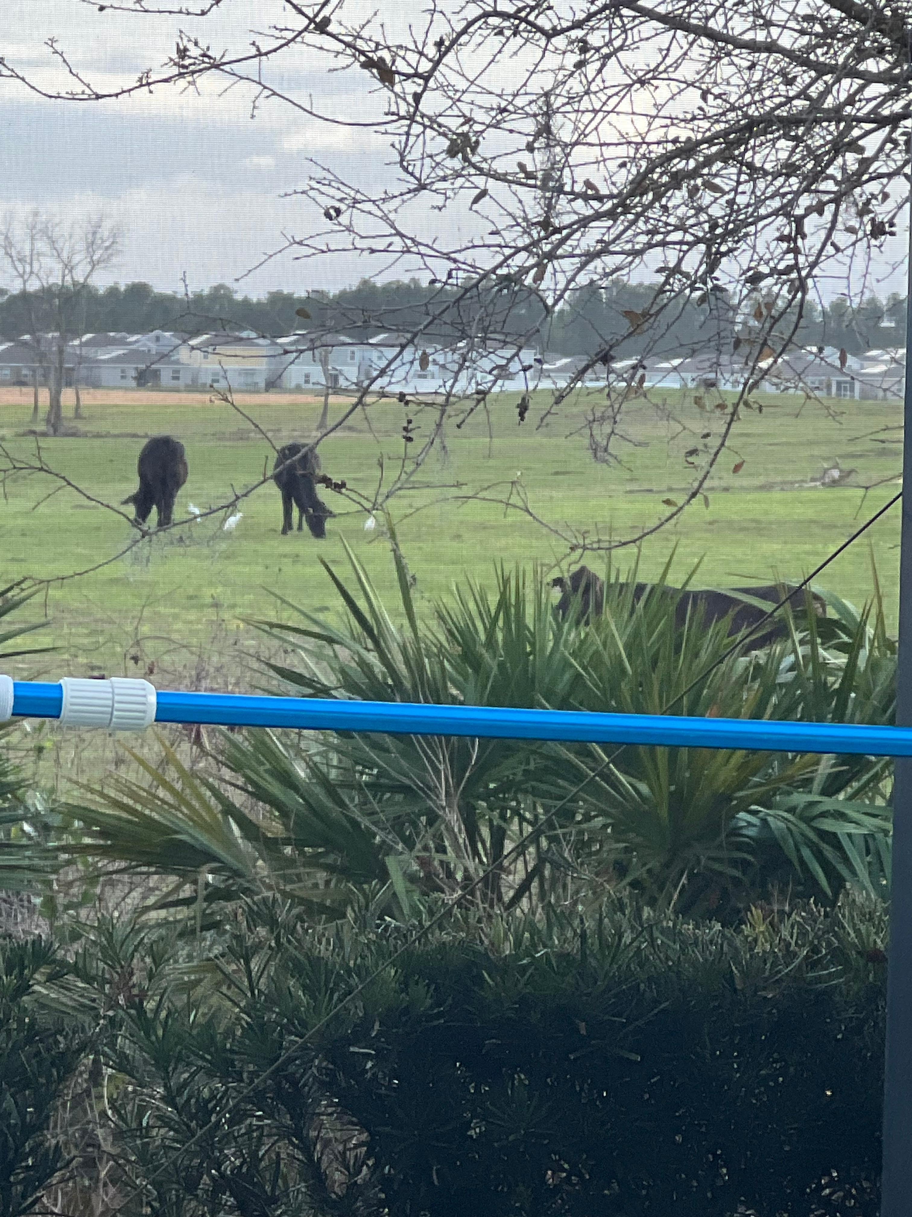Cows behind the property was awesome 