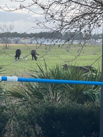 Cows behind the property was awesome