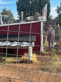 The goats loved lying on the roof of the building.
