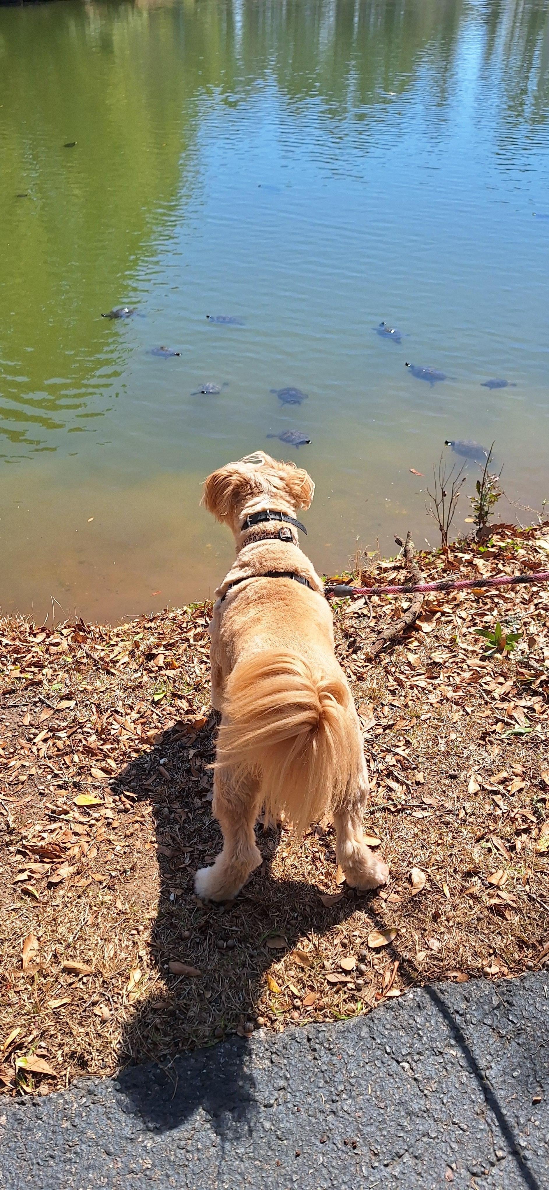 Our dog watching the turtels in the pond.