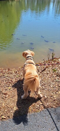 Our dog watching the turtels in the pond.