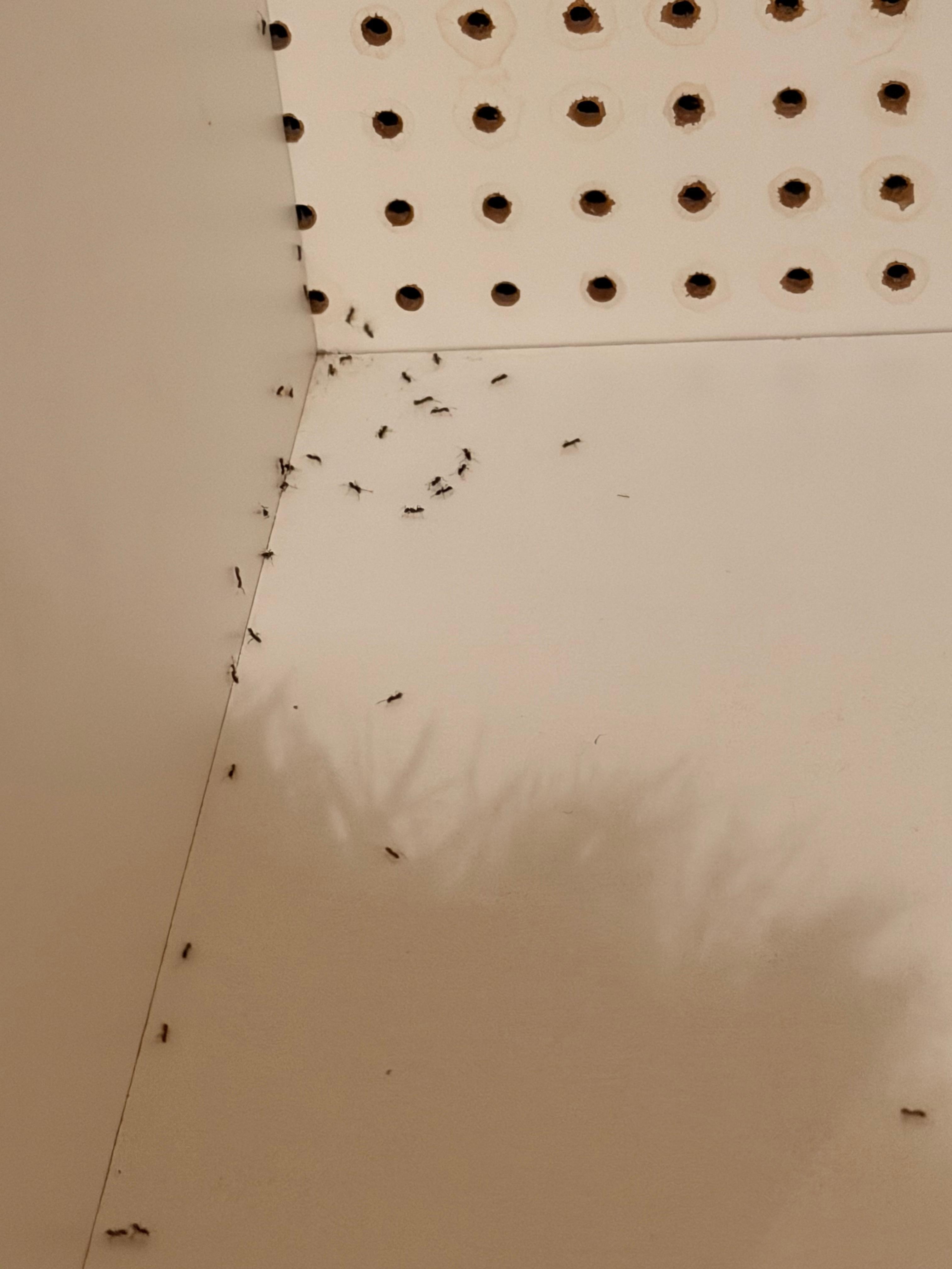 Hormigas entre la ropa guardada en las taquillas del spa 