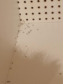 Hormigas entre la ropa guardada en las taquillas del spa