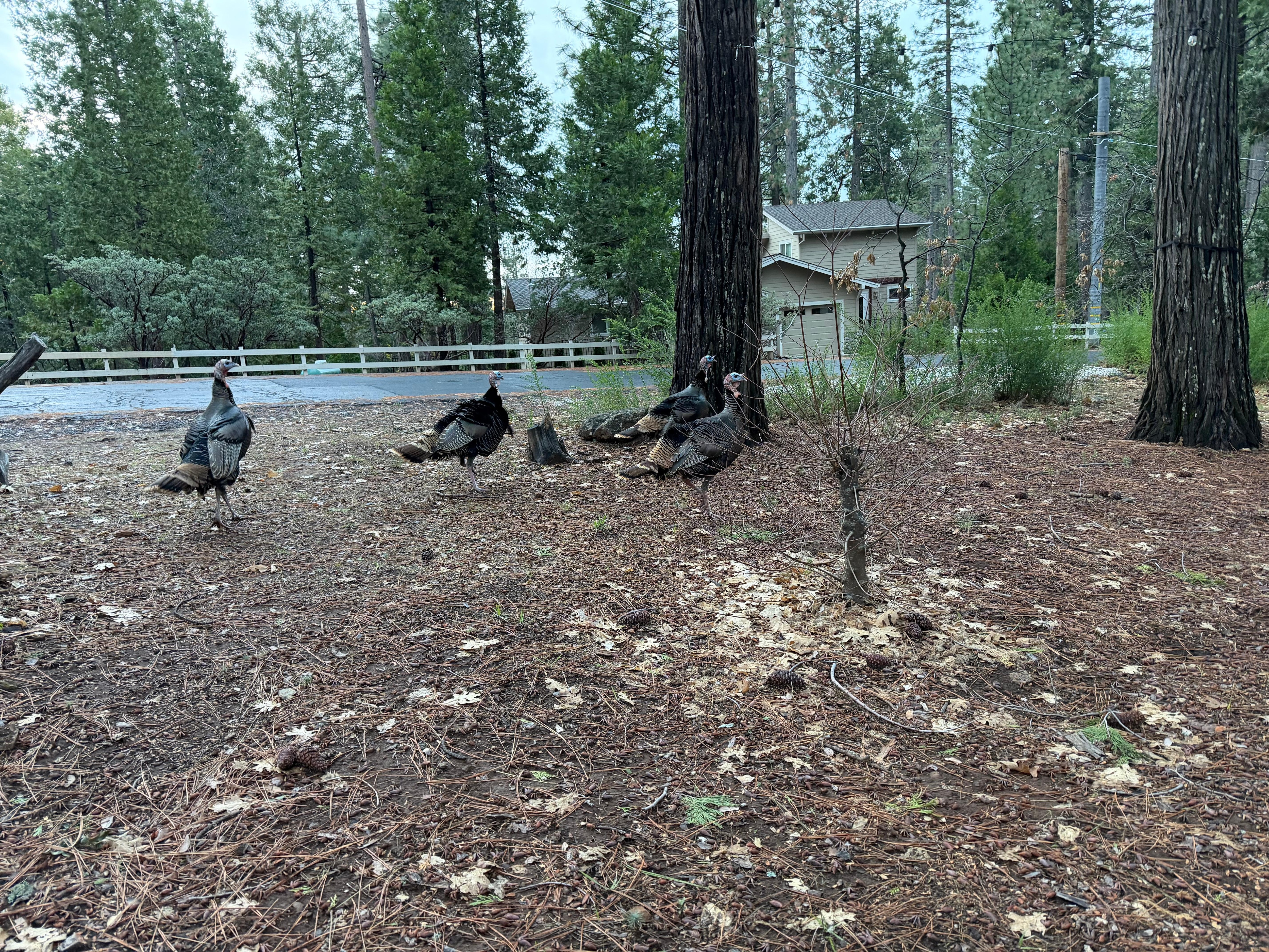 Turkeys on the front yard