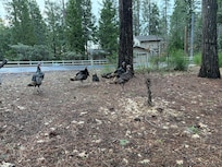 Turkeys on the front yard