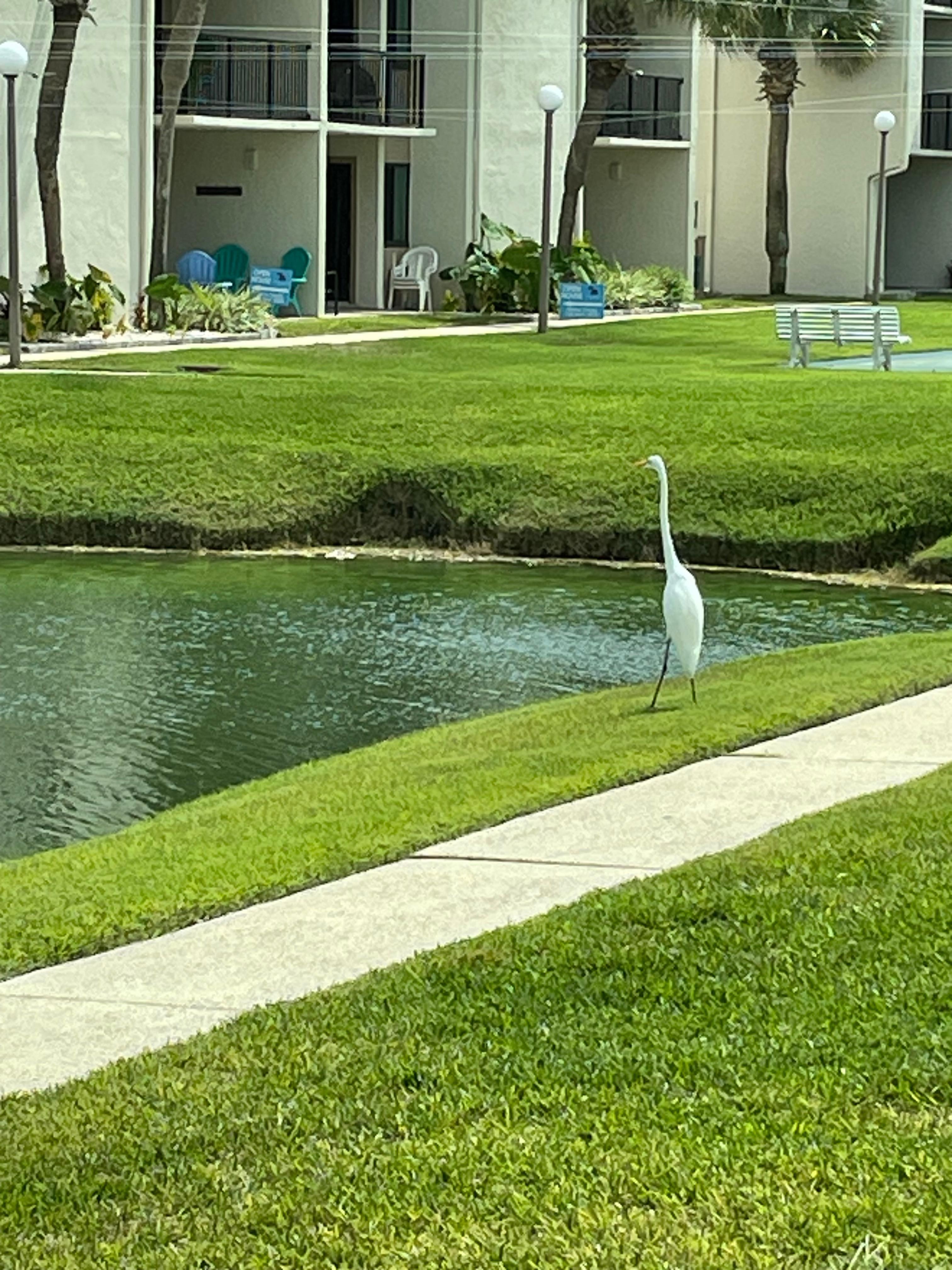 Pond heron, some days there was a brown and black one.