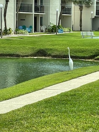 Pond heron, some days there was a brown and black one.