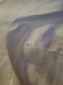 ants in bed when we woke up