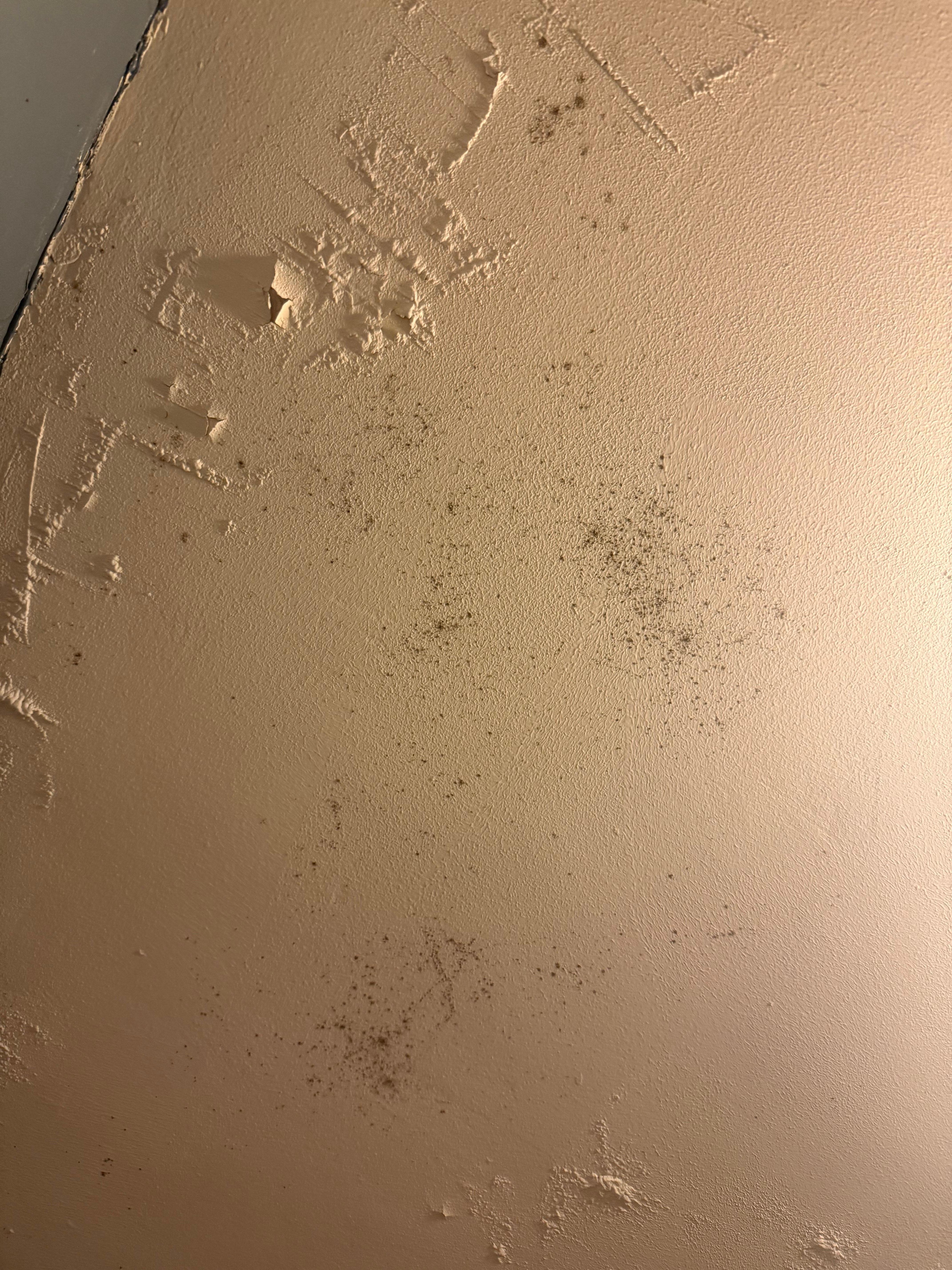 black mold
