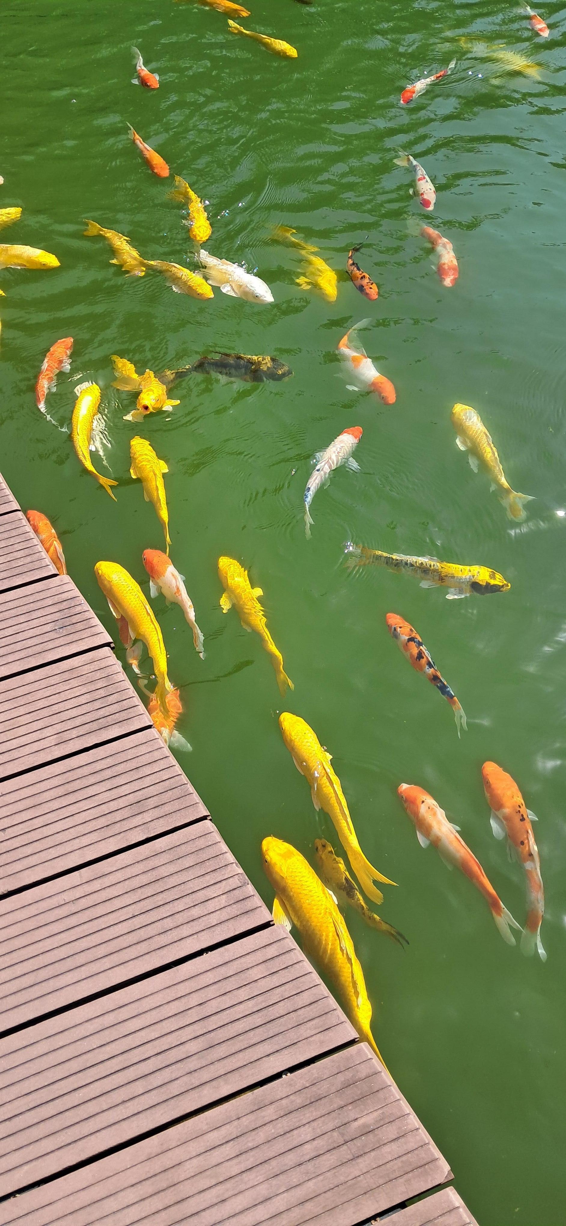 Enormous and very beautiful koi carp lake 