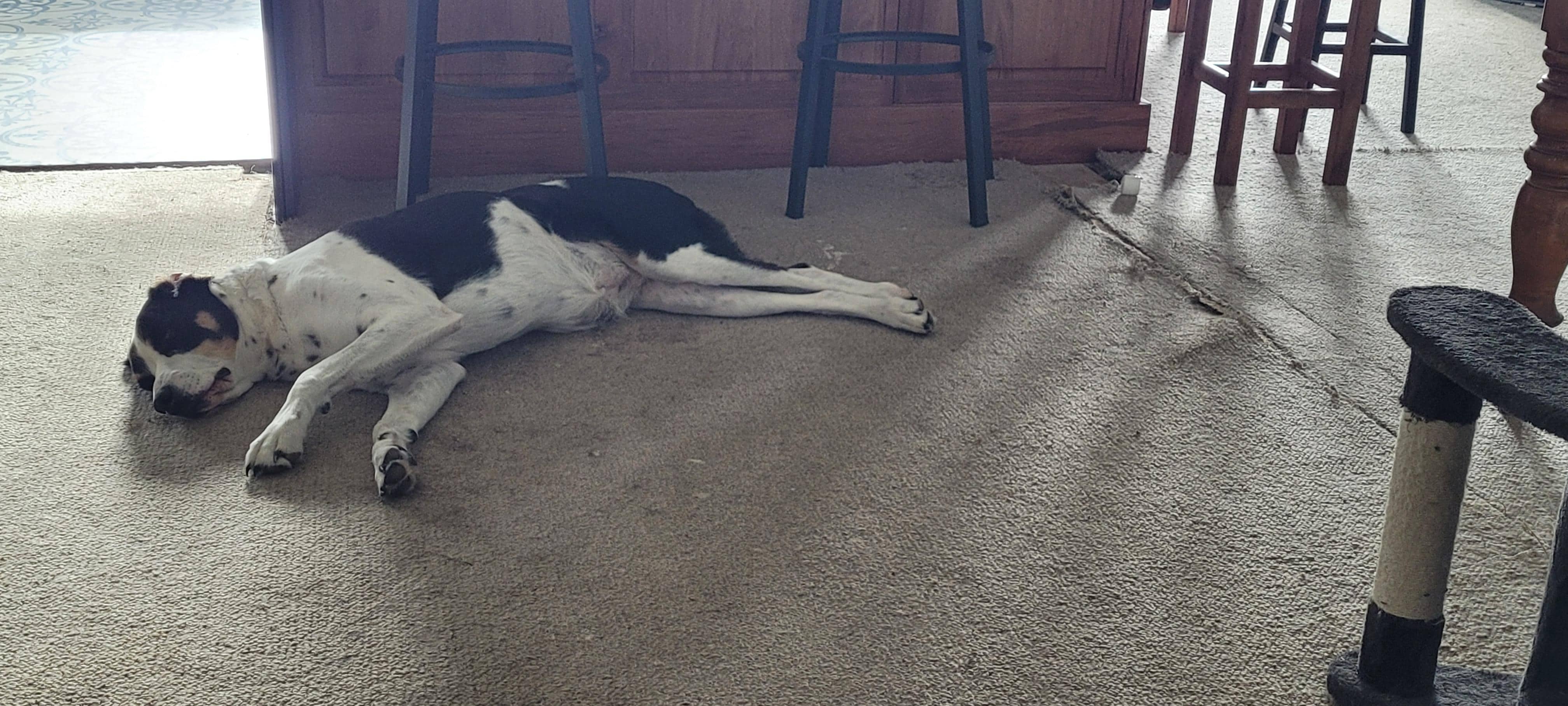 One of the resident dogs