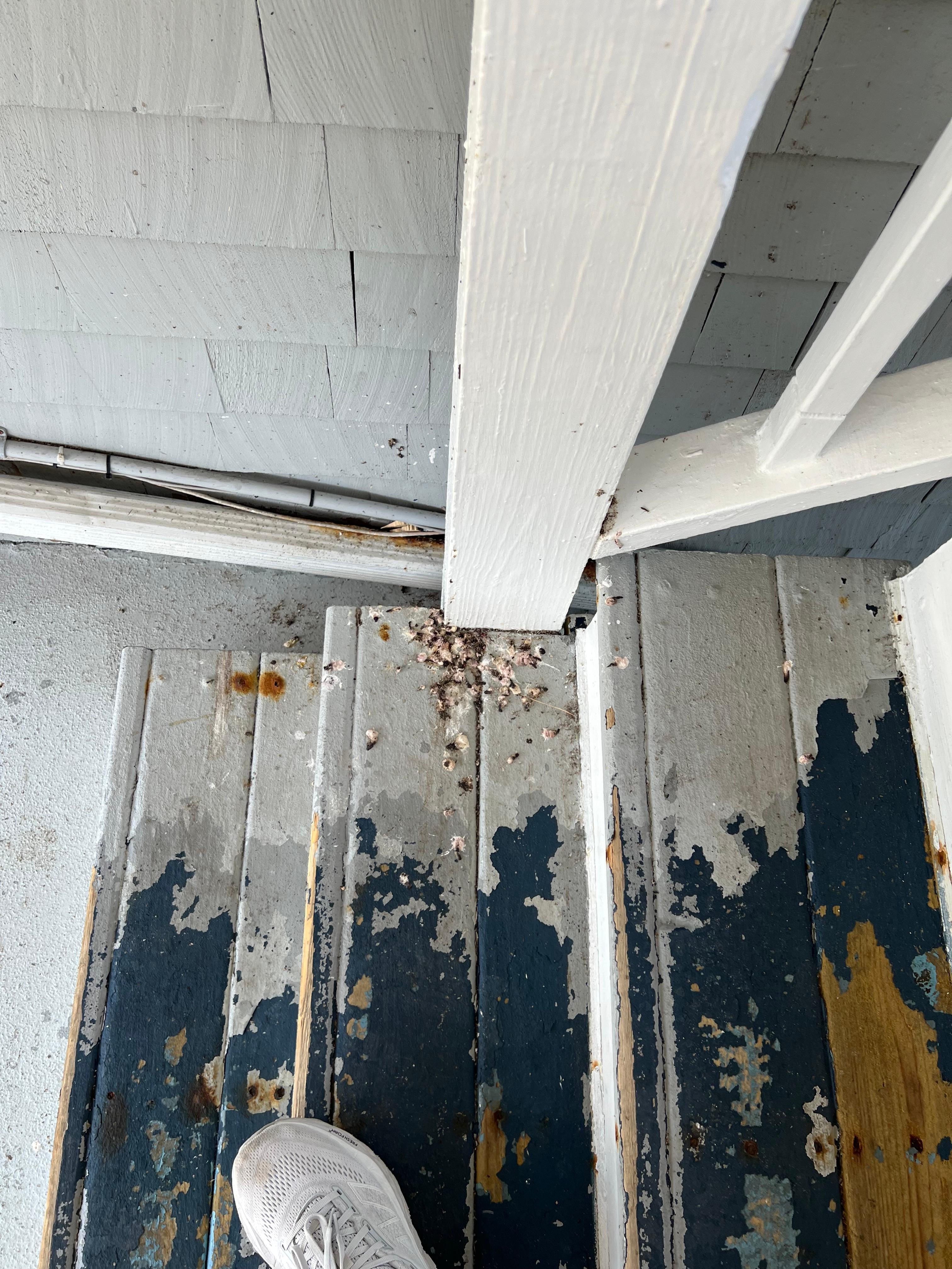 Piles of bird poop on your way to your room makes you question overall cleanliness