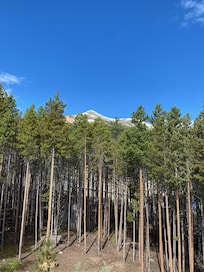 Photo from the backyard