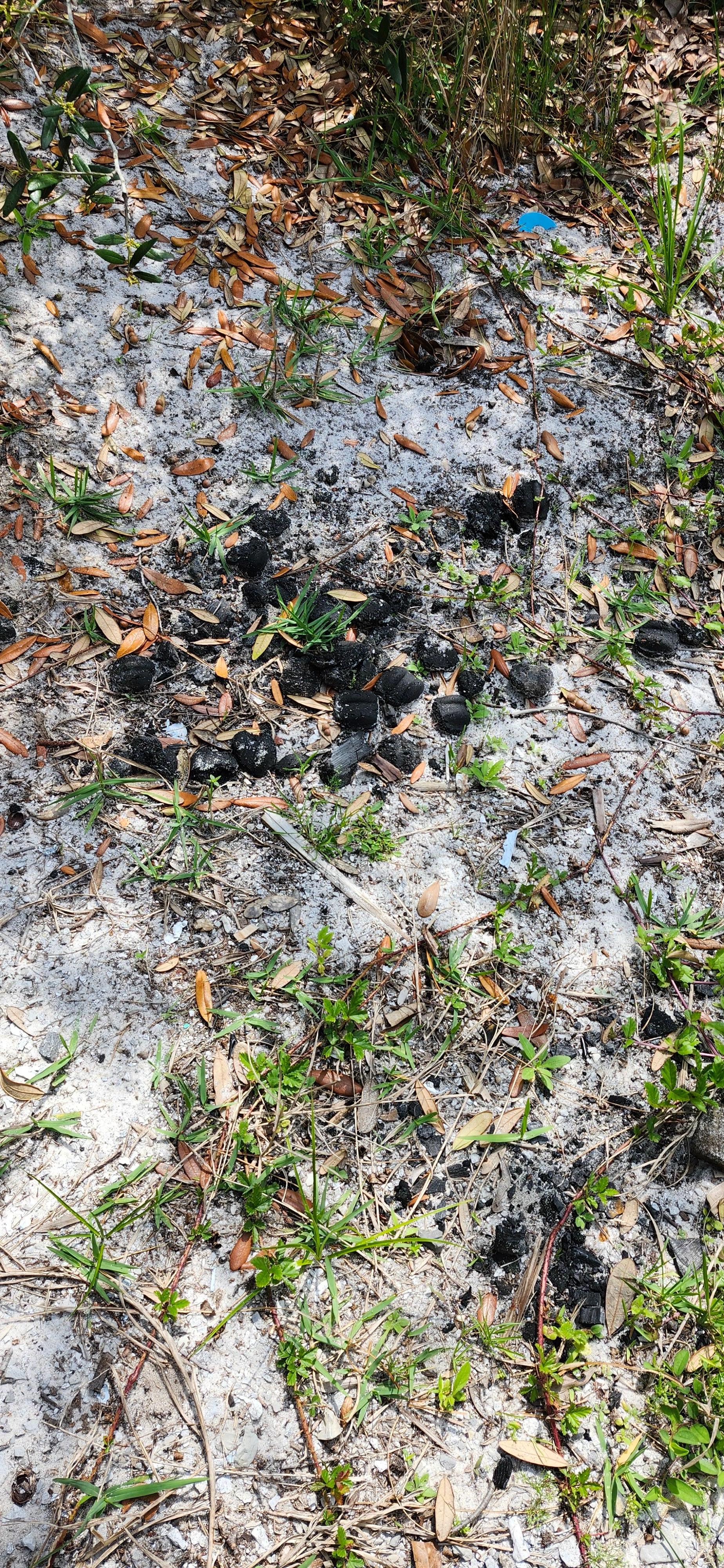 Old leftover charcoal dumped under the property sitting area