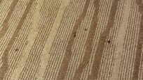 Drops all over carpet resembling blood