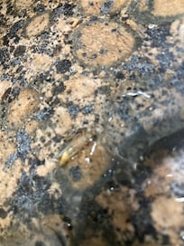 Bugs in the room.
Probably equals bugs in the kitchen. If you can’t tell from the picture they were roaches