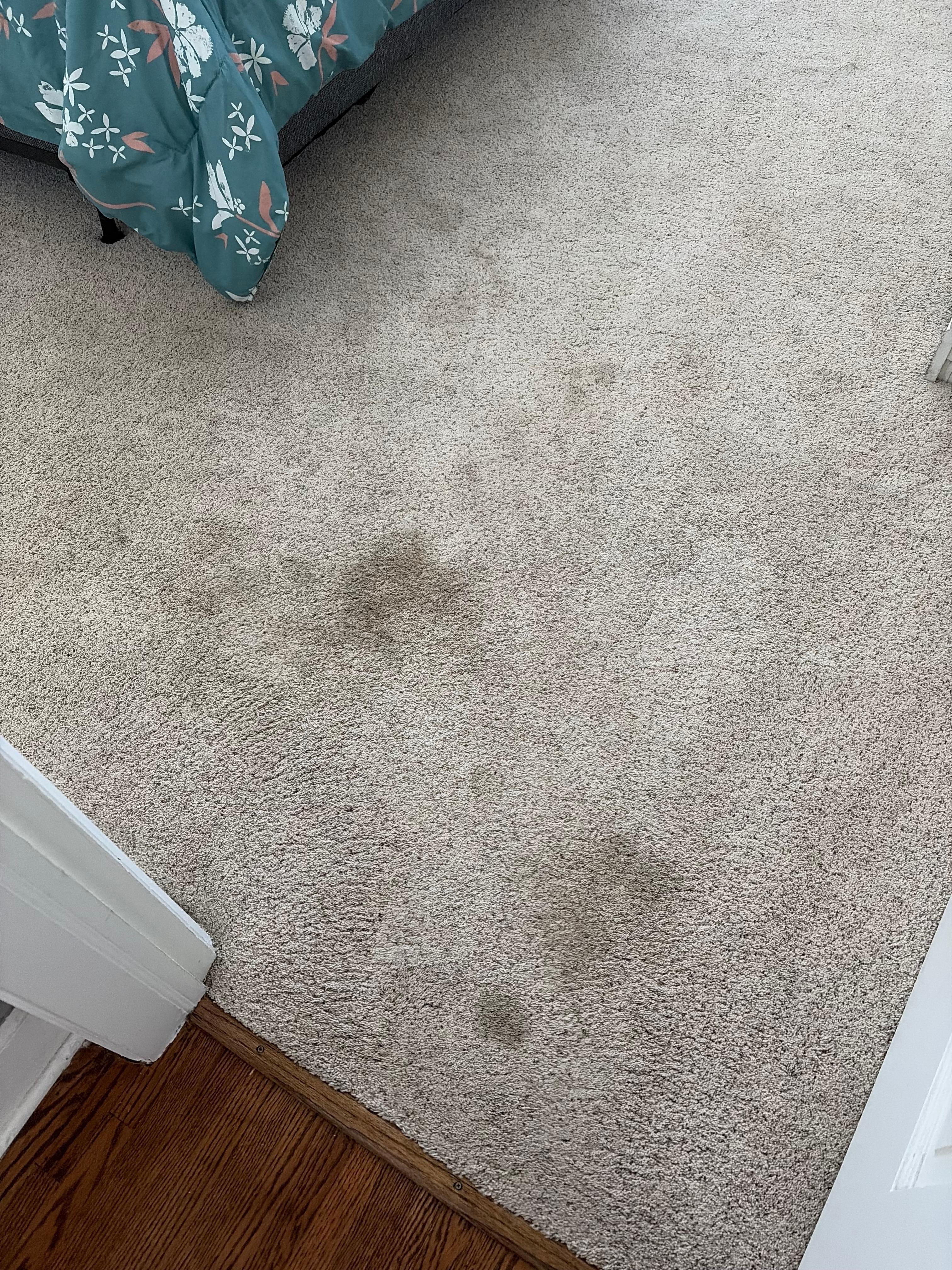 Stains in the other bedroom. Owner knew about these but failed to tell me 