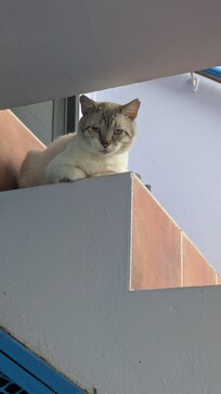 One of the two resident cats.