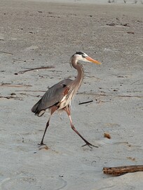 Heron friend