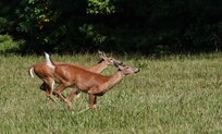 Does in Cades Cove