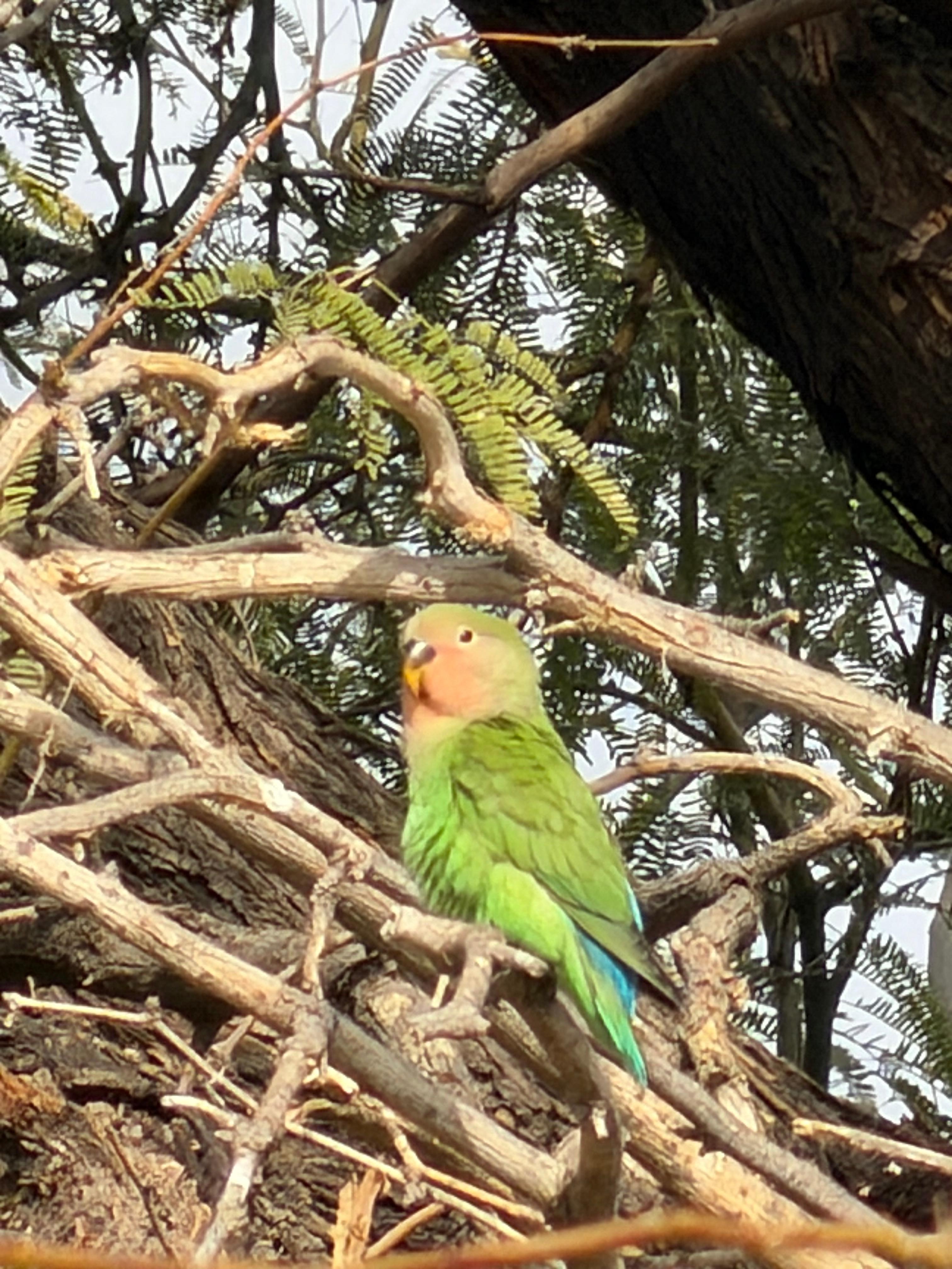 Rosy-Faced Lovebirds visiting 