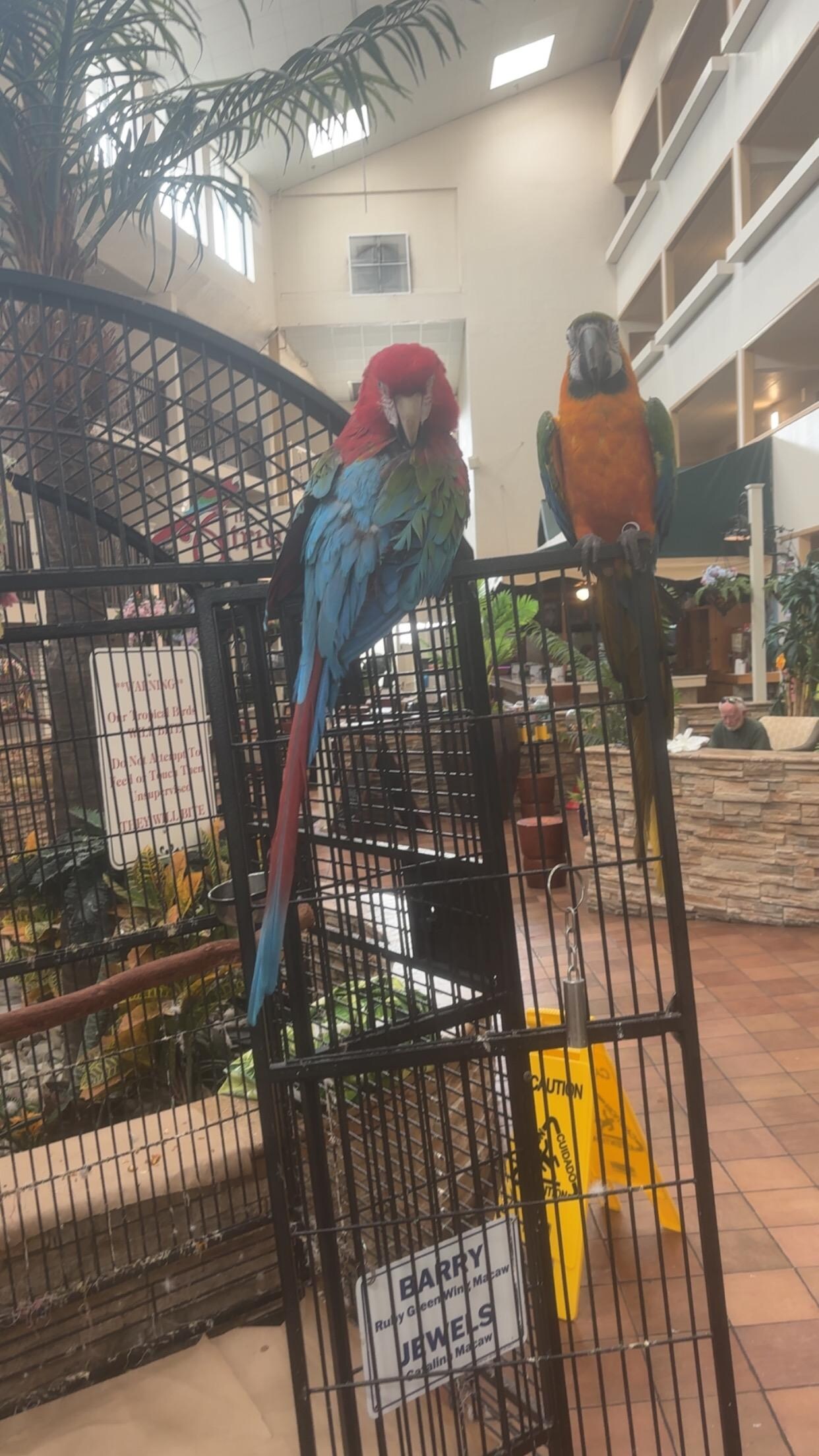 Beautiful Macaw birds on display at hotel