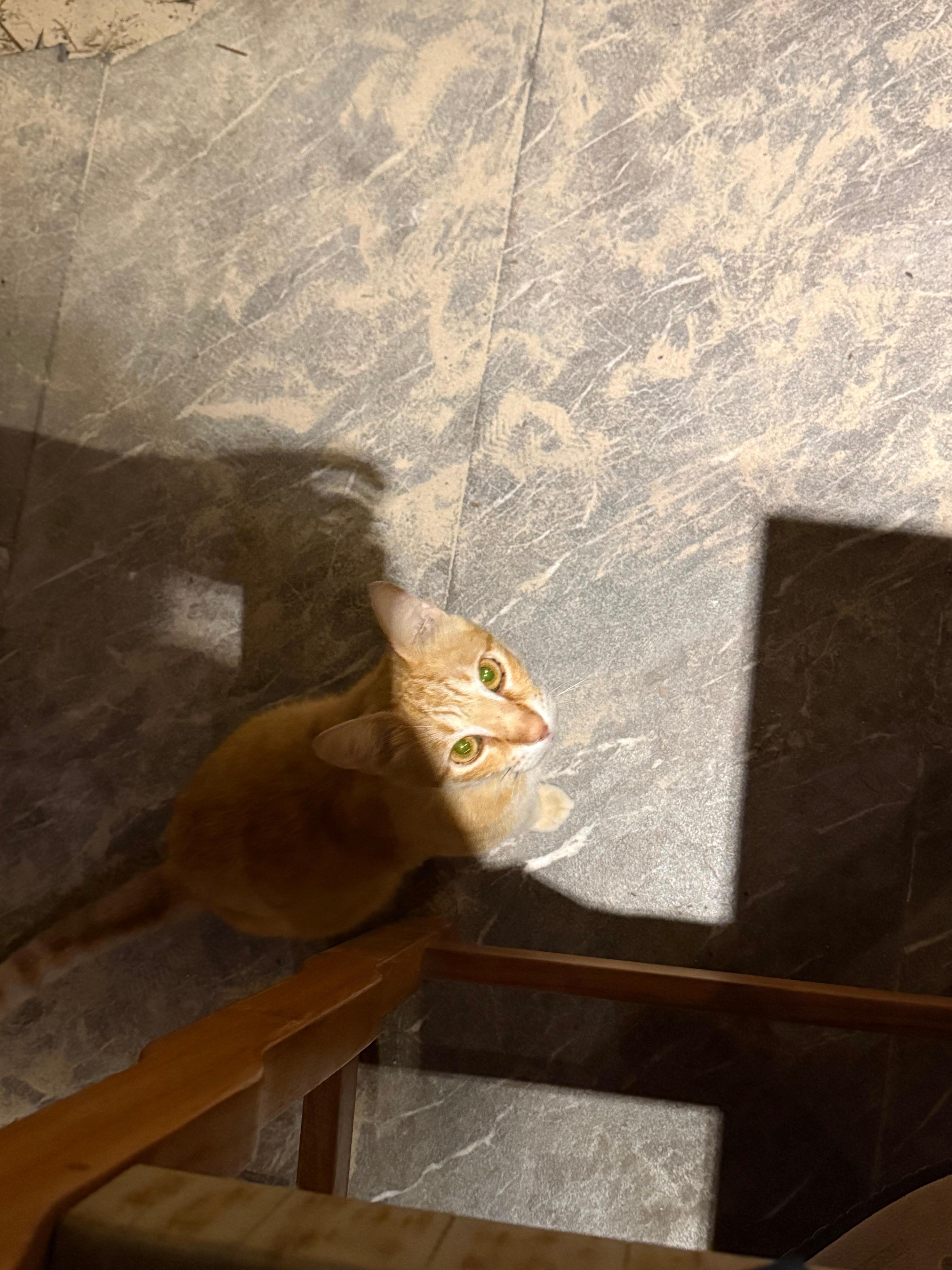 Resort kitty that is friendly 