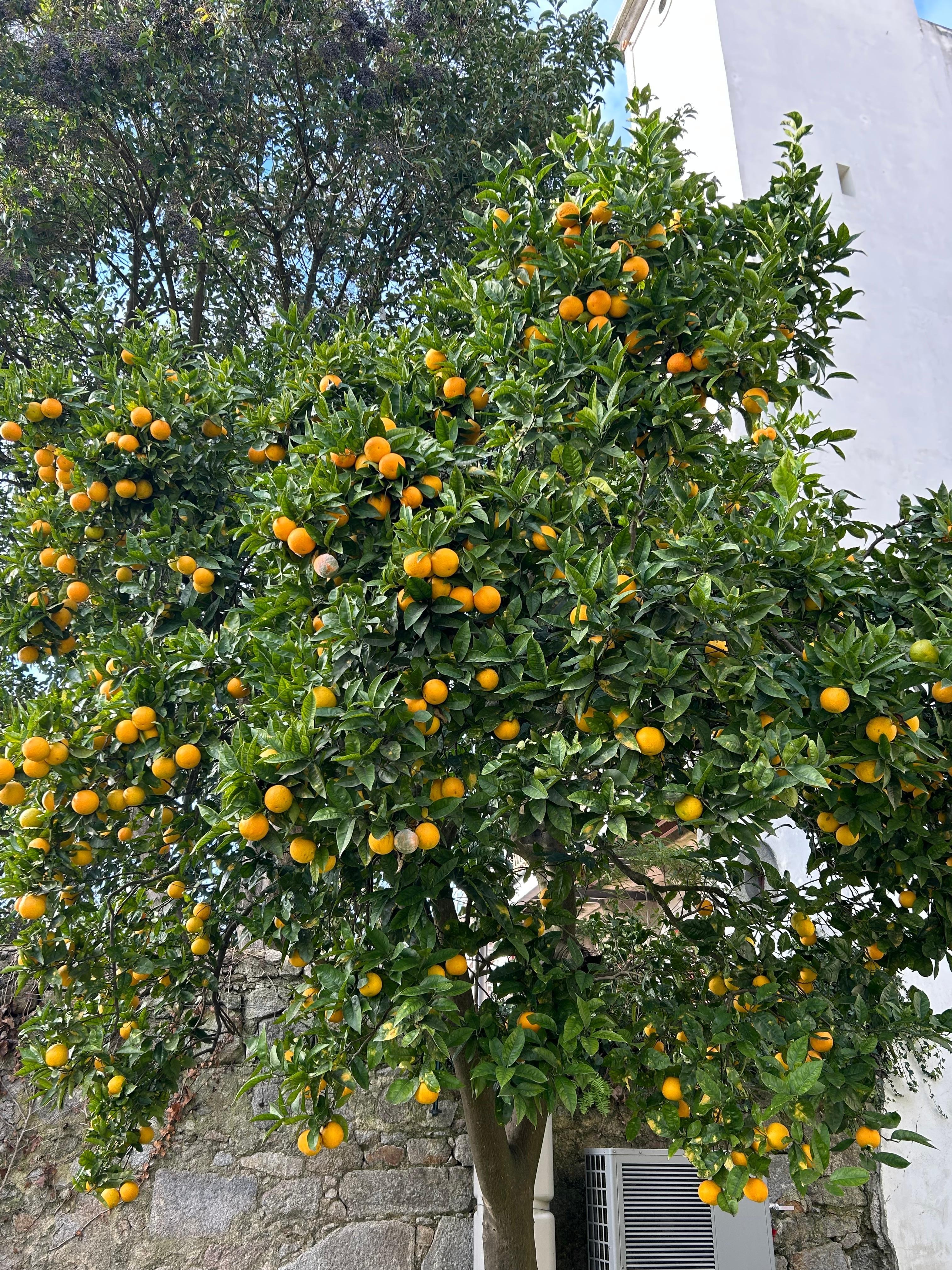 Loved this tree in the garden